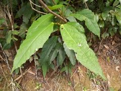 Macaranga subdentata