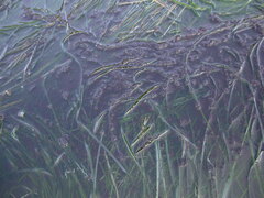 Phyllospadix scouleri