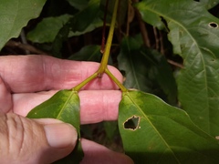 Macaranga subdentata