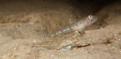 Nesogobius