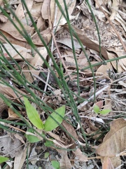 Equisetum ramosissimum