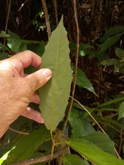 Macaranga subdentata