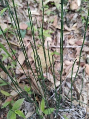 Equisetum ramosissimum
