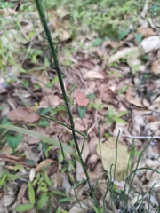 Equisetum ramosissimum