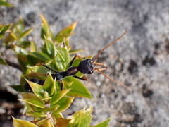 Myrmecia arnoldi
