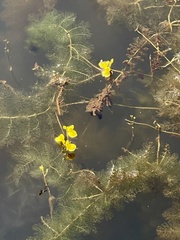 Utricularia aurea