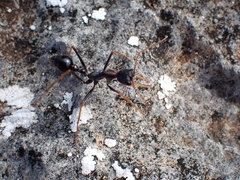 Myrmecia arnoldi