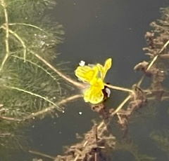 Utricularia aurea