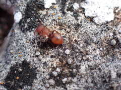 Meranoplus
