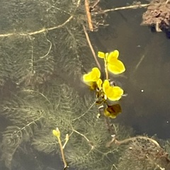 Utricularia aurea