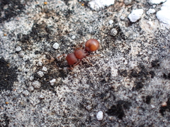 Meranoplus