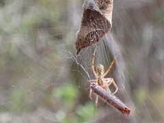 Phonognatha graeffei
