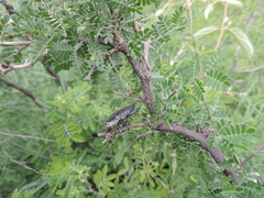 Lampetis auropunctata