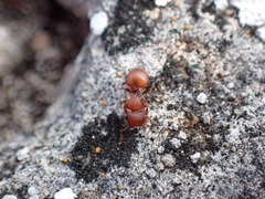 Meranoplus
