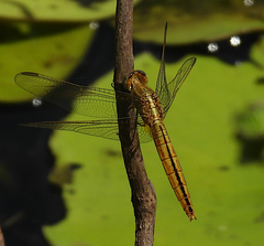 Crocothemis nigrifrons