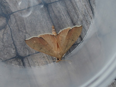 Sericoplaga externalis