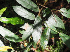 Ficus coronata
