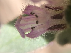 Ajuga australis
