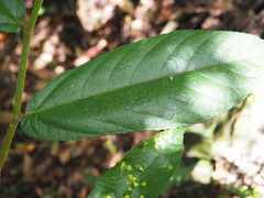 Ficus coronata