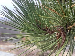Pinus rigida