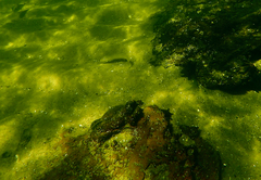 Sillaginodes punctatus