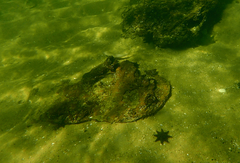 Sillaginodes punctatus