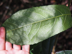 Ficus coronata