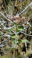 Pluchea odorata odorata