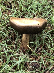 Boletaceae