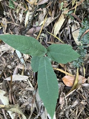 Ficus erecta beecheyana