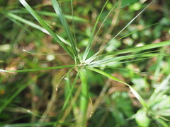Cyperus filipes