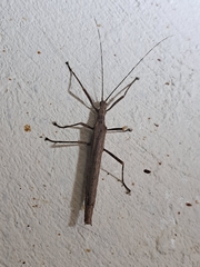 Malacomorpha cyllarus