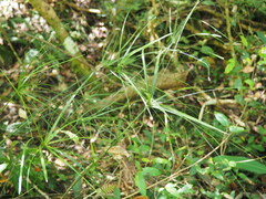 Cyperus filipes
