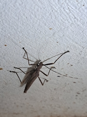 Malacomorpha cyllarus