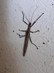 Malacomorpha cyllarus