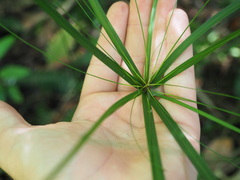 Cyperus filipes