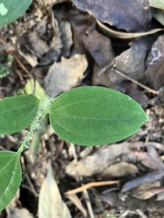 Smilax horridiramula