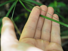 Cyperus filipes
