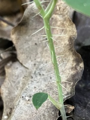 Smilax horridiramula