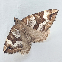 Chrysolarentia