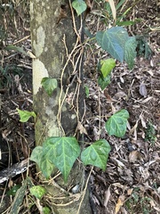 Hedera rhombea