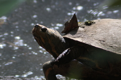 Trachemys scripta scripta