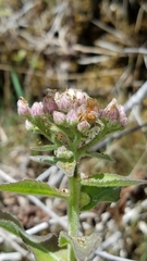 Pluchea odorata odorata