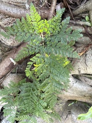 Davallia griffithiana