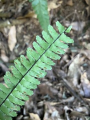 Asplenium normale normale