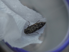 Yakuhananomia bidentata