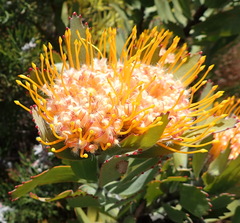 Leucospermum pluridens