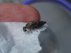 Yakuhananomia bidentata
