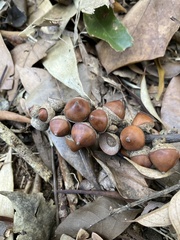 Lithocarpus taitoensis