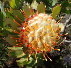 Leucospermum pluridens